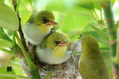 綠繡眼 幼鳥